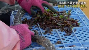 ワカメの養殖作業が進む　海水温上昇で半月遅れる　宮城・気仙沼市