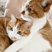 ぴったりくっ付いてくつろぐ金貨ちゃん（左）、小判くん（右）（画像提供：ネコにごはんさん）