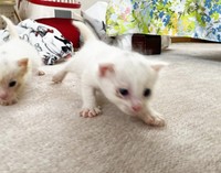 保護当初のアンちゃんは元気いっぱいで駆け回っていました