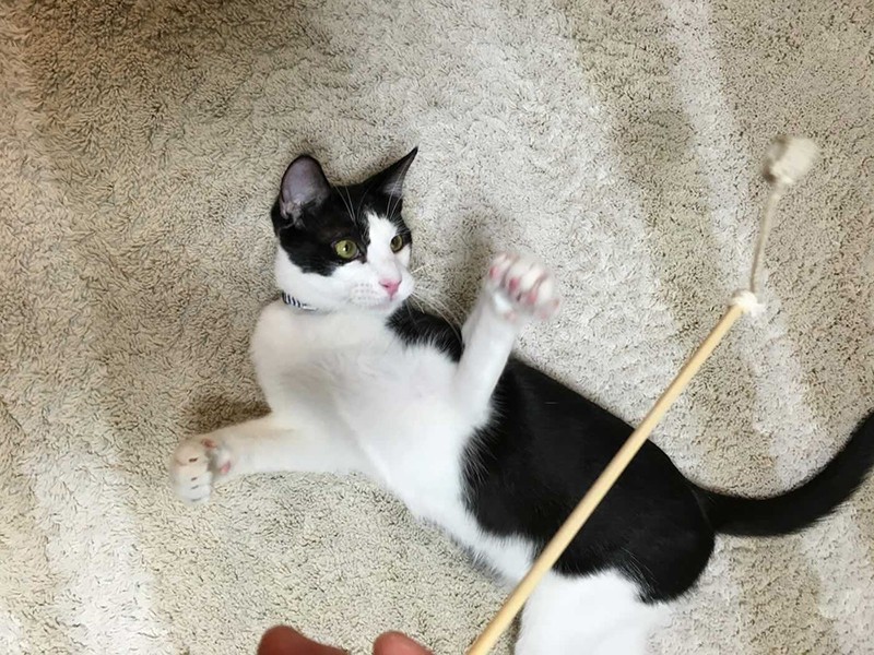 家に来たころの「Jack」