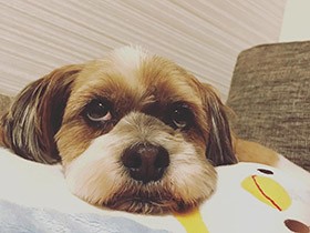 雨やまないかなぁ　お散歩が待ち遠しいミックス犬「マシュー」