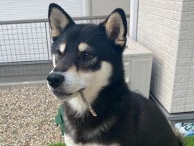 宝物みっけ！　風に乗って飛んできた枯れ木を大事にくわえる柴犬「れんげ」