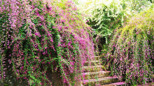 鎌倉・海蔵寺の萩…萩は秋の七草のひとつです（katomangan/stock.adobe.com）