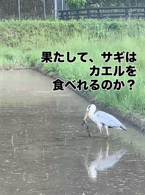 視聴者がドキドキ見守ったサギのお食事動画（画像提供：なかで農場）