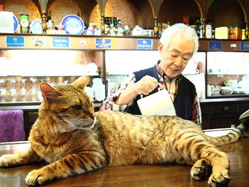 東山のちょいワルベンガル　喫茶店の看板猫