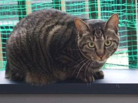 猫が出られるようにベランダに網を張った　「せめて外の空気を」