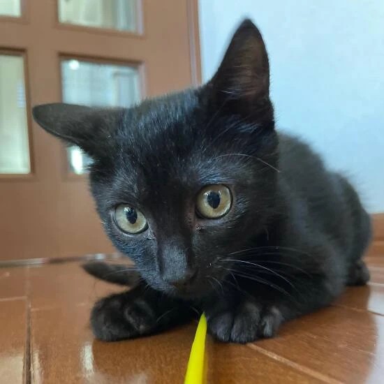 家にきたころの「炭瑚（タンゴ）」

