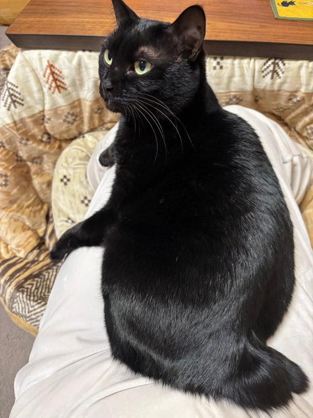 飼い主さんの膝上でくつろぐあさりちゃん（画像提供：黒猫あさりさん）