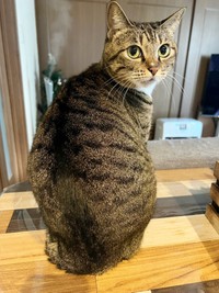 すくすくと成長！ キジ柄が美しい美ニャンになったココロちゃん（画像提供：ココロさん）