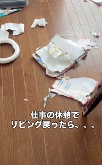 仕事の休憩でリビングに戻ったら、大惨事！（暖くんの飼い主さん提供、Instagramよりキャプチャ撮影）