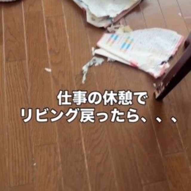 仕事の休憩でリビングに戻ったら、大惨事！（暖くんの飼い主さん提供、Instagramよりキャプチャ撮影）