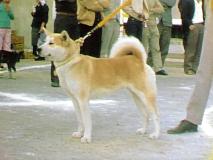 １９７１年の展覧会に登場した秋田犬。現在、一般的にイメージされる標準的な秋田犬の姿形とほぼ同じになっている＝ヤマザキ動物看護大提供の動画から