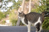 他団体が直接スタッフに連絡を取り、所属動物愛護団体の関係者に報告が来ていないケースが多くあったという（photoACより「いのぅ」さん撮影、イメージ画像）
