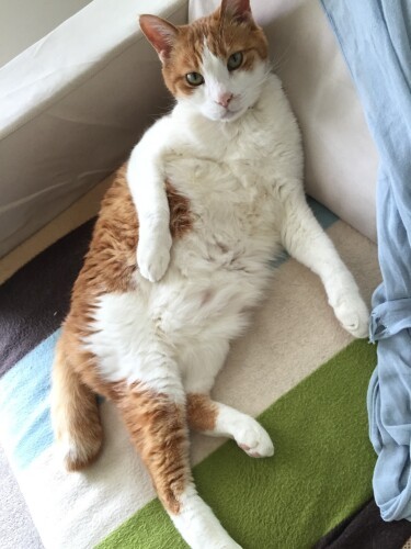 おへそがちらり。はるまきのへそ天一丁（明日香さん提供）