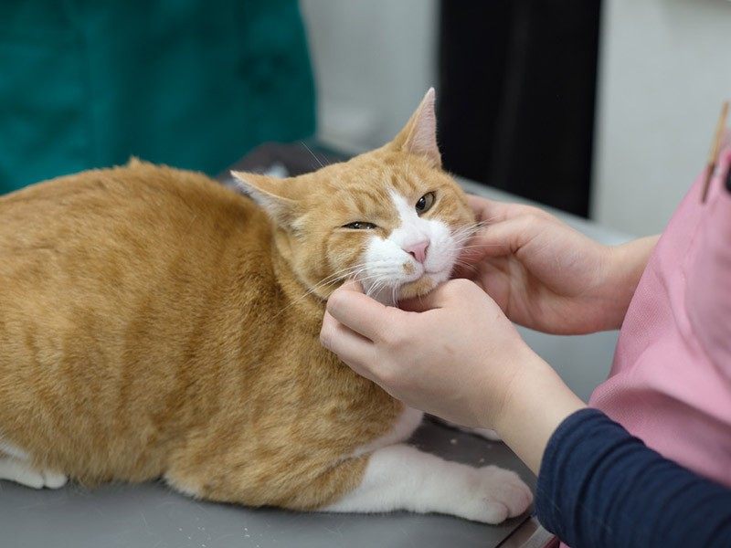 「あれーなんか気分いいけど、お尻の方で先生注射してない？」（小林写函撮影）