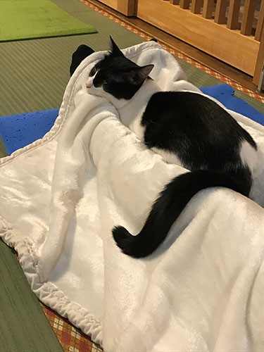 猫リパブリックでネコヨガ中（さかざきさん提供）