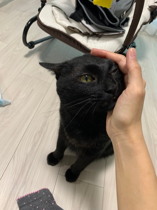 甘えん坊のやまとくん、赤ちゃんが寝ているときに一緒にたっぷり遊びます（YuzzZ (3m)さんのTwitterより）