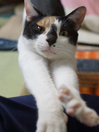 「今日も平和な一日でした～」