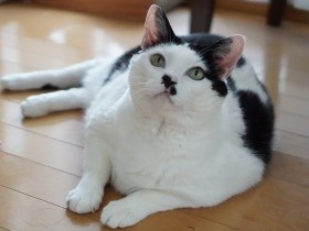 虐待され、ケガをした地域猫　預かった女性の心の穴を埋めた