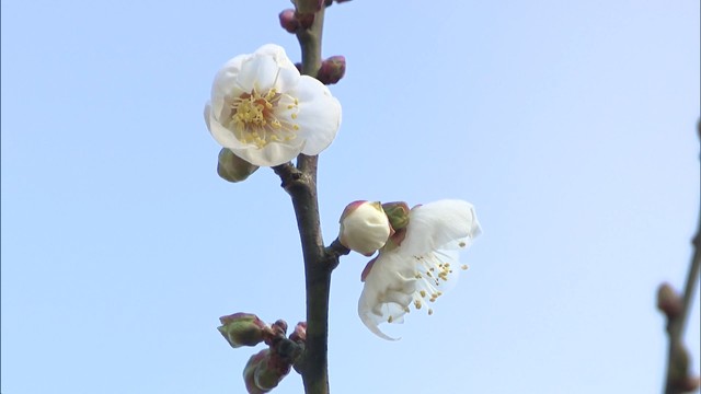 栗林公園の梅の標本木