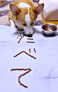 ごはん文字の前でフリーズするひめちゃん（画像提供：ᴄᴏʀɢɪひめ  nametti2kdさん）