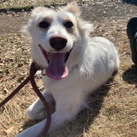 ほえるからと言う理由から棒で突かれた犬だという。民間ボランティアらのところでの現在の様子（民間ボランティア提供）