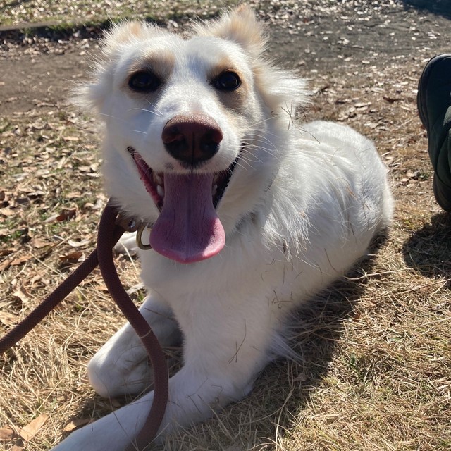 ほえるからと言う理由から棒で突かれた犬だという。民間ボランティアらのところでの現在の様子（民間ボランティア提供）