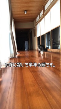 投稿者の後を小走りで追う猫 ／禅桂寺さん（@ogaki.zenkeiji）提供