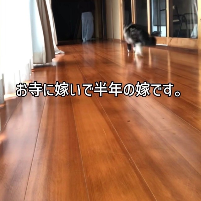 投稿者の後を小走りで追う猫 ／禅桂寺さん（@ogaki.zenkeiji）提供