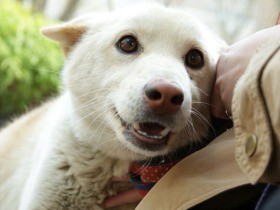 保護犬や保護猫という選択　受けとめる勇気と、変化を見守る喜び