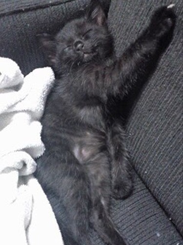 もちろん、アサジも幼少のみぎりはこの小ささ。ミグノンの譲渡会でお見合いしたそうです（シロミさん提供）