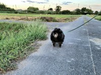 自然豊かな風景のなかを散歩するどんちゃん（画像提供：どんべえさん）