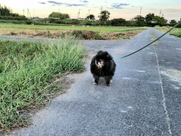 自然豊かな風景のなかを散歩するどんちゃん（画像提供：どんべえさん）