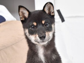 筋肉の病気は治りにくい　柴犬の筋肉を学ぶ④