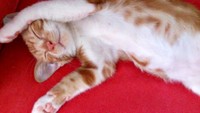 子猫時代、ぐーんと伸びて眠るゴンちゃん（画像提供：こげめちゃん）