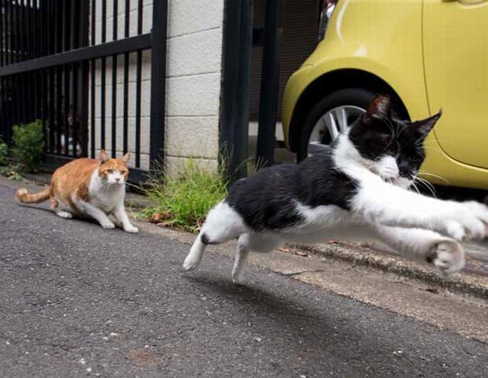 猛ダッシュ！（沖昌之 / 辰巳出版）