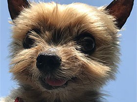 結婚１０周年記念で家族に迎えたヨークシャーテリア「犬太郎」