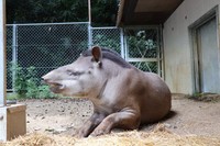 池田動物園で飼育されているアメリカバクの「ルーニー」