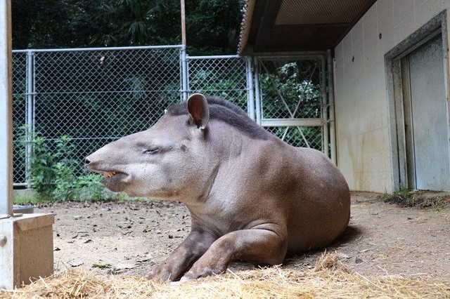 池田動物園で飼育されているアメリカバクの「ルーニー」