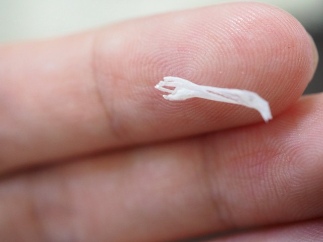 人間の指にのせるとこのサイズ／ぴよ@カエルと暮らすさん（@PIYO_KAERU）提供