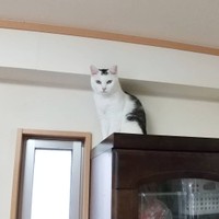 他の猫と離れて一人になりたい時はここで過ごす
