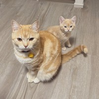 先住猫・ポッケちゃんと一緒に飼い主さんの仕事が終わるのを待つミクくん（画像提供：ぷくりさん）