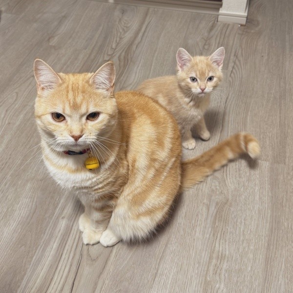 先住猫・ポッケちゃんと一緒に飼い主さんの仕事が終わるのを待つミクくん（画像提供：ぷくりさん）