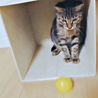 保護から半年、一緒に遊ぶようになった茶さん（画像提供：MERRY and BRIGHTさん）