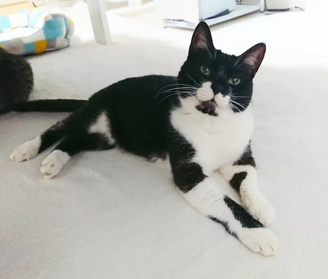 13歳でもまだまだ可愛いこなすちゃん=uni_hiji_konaさん提供
