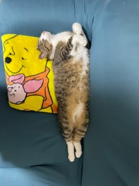 遊び疲れておねんね＝ちいまの日常さん（@chimanonitijo）提供