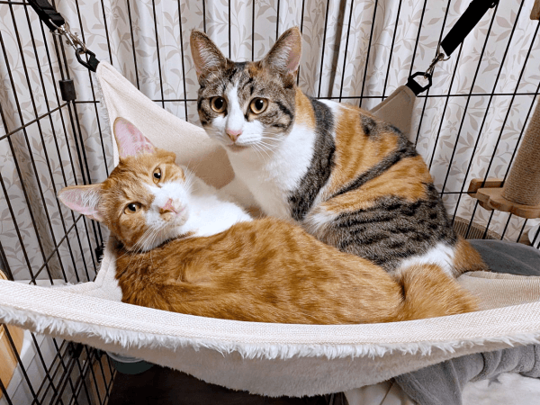 ハンモックで仲良くまったり！（左から）せんじゅちゃん、もんじゅちゃん（画像提供：ミロカノさん）