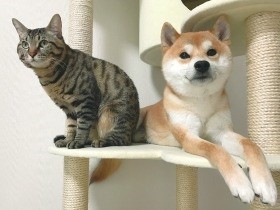 兄弟みたいに仲良しの柴犬と猫　高い所も平気、一緒にお散歩
