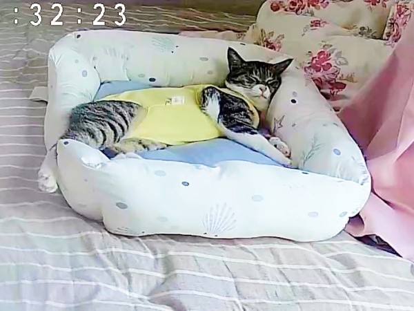 落ちちゃってびっくり！ ちゃんと元に戻してもらったクーちゃん（画像提供：いえもりさん）