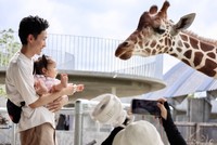 キリンとこんなに近くでふれあえます